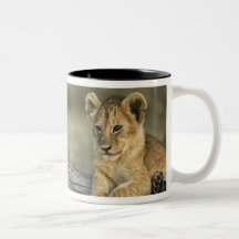 Lion cubs on log, Panthera leo, Masai Mara, Mug