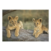 Lion cubs on log, Panthera leo, Masai Mara, Photographic Print