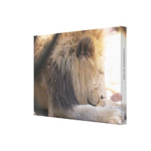 Lion Eating Wrapped Canvas Stretched Canvas Print