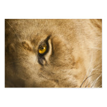 Lion Eye - ACEO 4