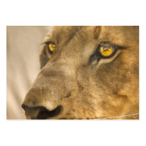 Lion Face - ACEO 6