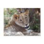 lion face post cards