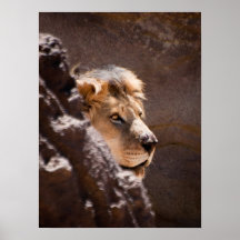 Lion Face Print