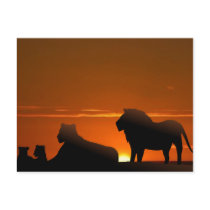 lion family post card