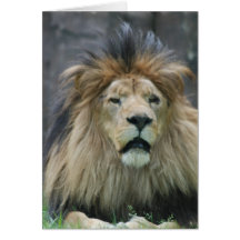 Lion  Greeting Card
