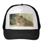 Lion Hat