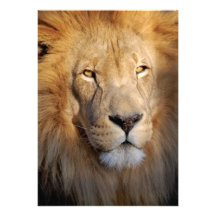 Lion Images Invitation