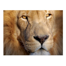 Lion Images Postcard