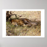 LION IN KENYA AFRICA POSTERS