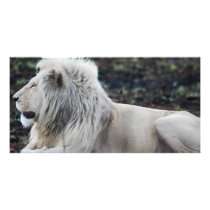 Lion in repose photo card template
