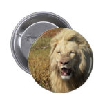 Lion in South Africa Buttons