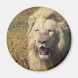 Lion in South Africa Fridge Magnet