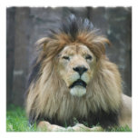 Lion Invitations