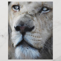 Lion listens to my heartbeat flyers