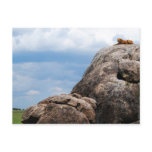 lion lying on a big rock in Tanzania Africa Post Cards