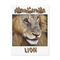 Lion male - wildlife safari postcards