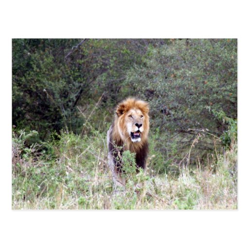 lion maned post cards