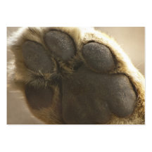 Lion Paw - ACEO 5 Business Card