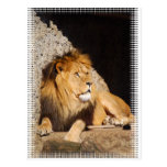 Lion Photo Postcard