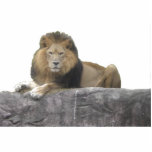 Lion Photo Sculpture