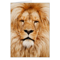 Lion Portrait cards