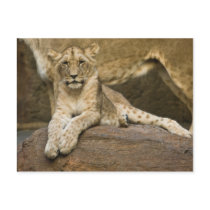 Lion Postcards