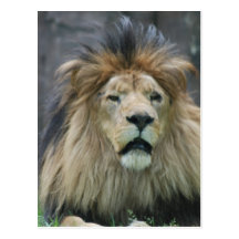 Lion  Postcard