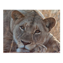 Lion Postcard