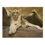 Lion Postcards