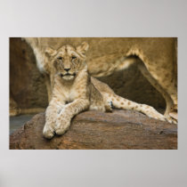 Lion Poster