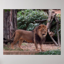 lion poster
