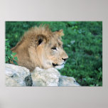 Lion Posters