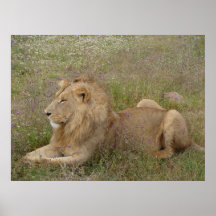 Lion Resting in the grass Posters