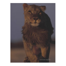 Lion Running Post Cards