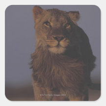 Lion Running Sticker