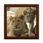 Lion Siblings Gift Box