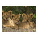 Lion Siblings Postkarte