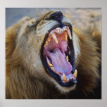 Lion Snarling wild poster, print, photograph