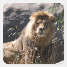 LION SQUARE STICKERS