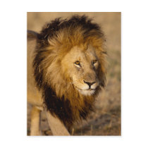 Lion Stalking Post Cards