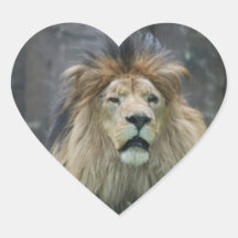 Lion  Sticker