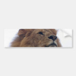 Lion sticker bumper stickers