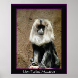Lion-Tailed Macaque Print