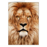 Lion - The King Cards