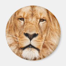 LION THE WILD MAGNET