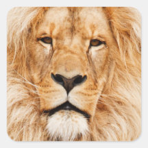 LION THE WILD SQUARE STICKERS