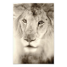 Lion through the glass photograph