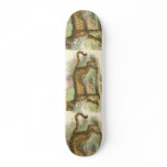 Lion-Tiger  (Felis leo Felis tigris hybrid) skateboards