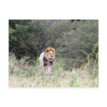 lion walks post cards