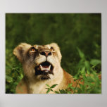 Lion wild animal safari posters, prints, images,